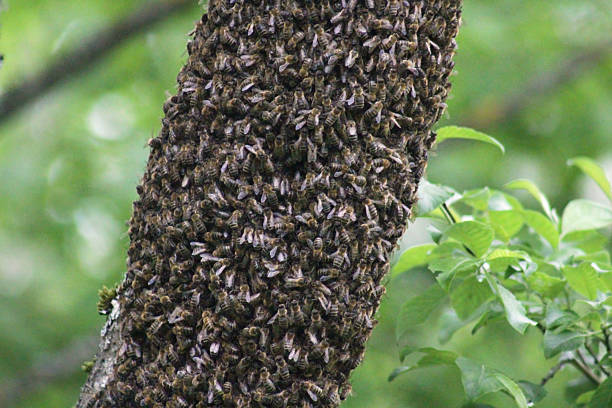 Bees surrounding the entrance of a wooden beehive, showcasing their natural behavior and interaction.