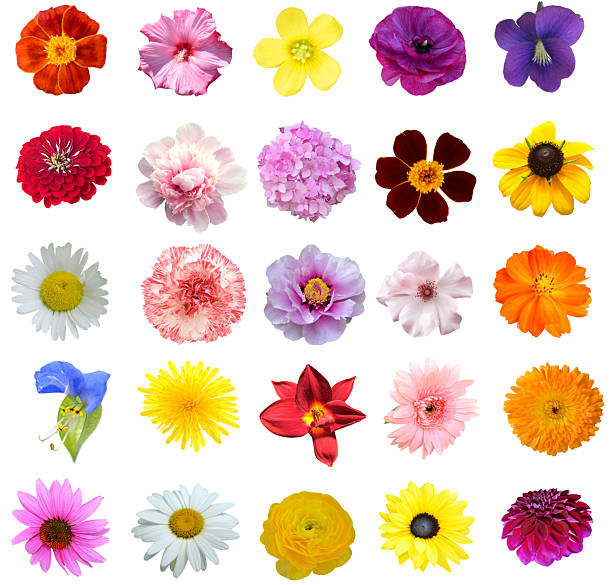 istock Assorted of flower heads 2219838494