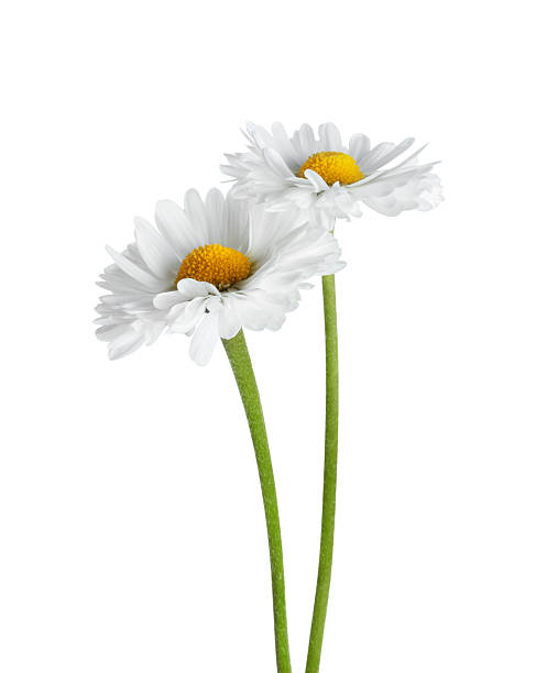 istock Two white daisies close up isolated on a white background 2219838740