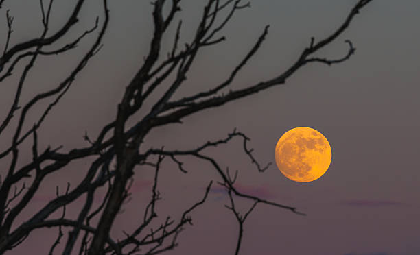 istock An Eerie Moonlit Night Unfolds Through the Bare Tree Branches in the Quiet Outdoors 2219838741