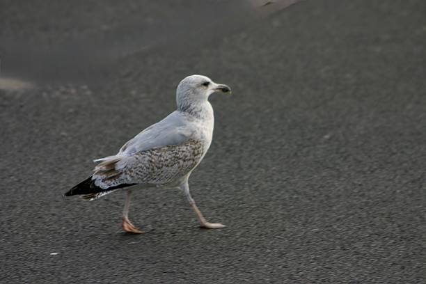 Seagull walking alone through a car psrk