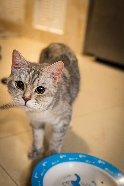 istock A cat with pleading eyes begs for food 2219841331