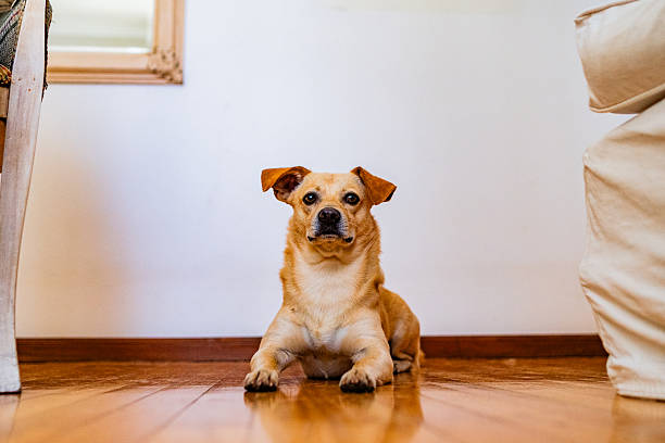Pets portraits