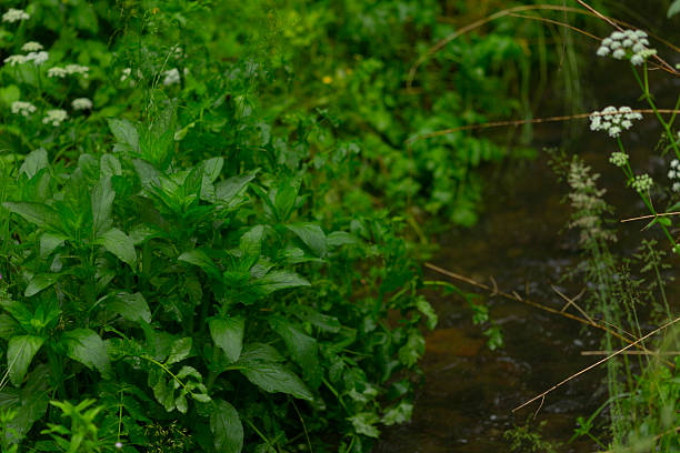 This closeup showcases a lush greenery by a flowing stream, with various plants and white wildflowers, depicting a serene, harmonious landscape that invites appreciation of biodiversity