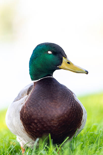 istock Wild ducks on the lake and green meadow 2219843658