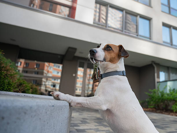 istock Jack Russell Terrier Dog Holding Apartment Keys. 2219844322