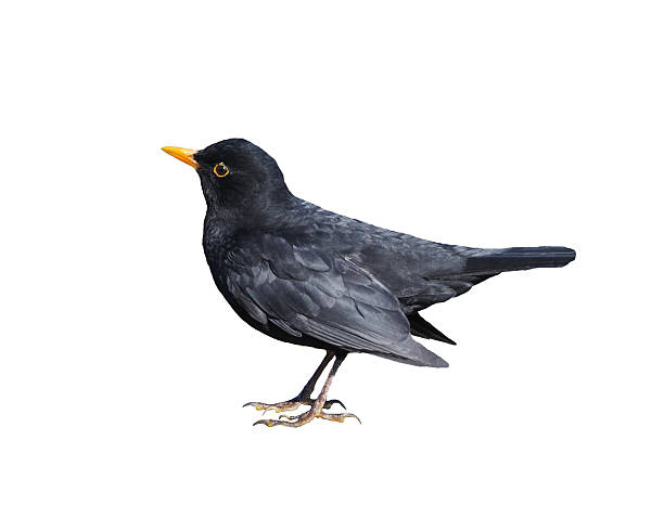 istock Eurasian Blackbird (Turdus merula) Isolated on White 2219844585
