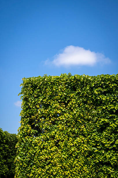 Trimmed trees, Park Château De Saint-germain-en-laye, Saint-Germain-en-Laye, Paris, France