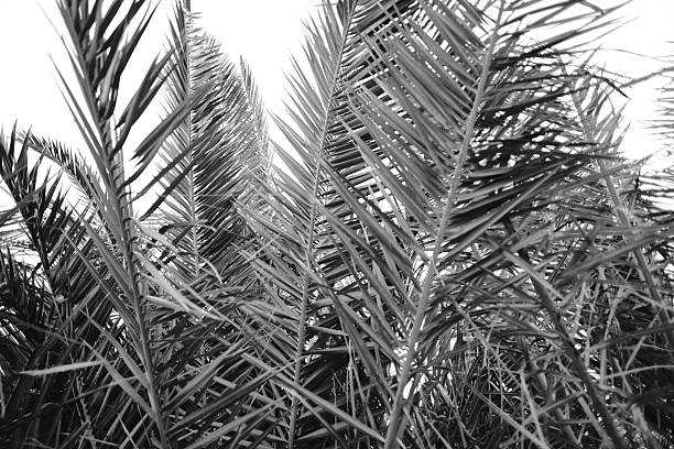 black and white Foliage palm tree leaves. Sunshine garden plant summer foliage prelaxing nature.