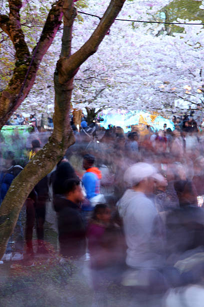 istock Vancouver Streets Lit by Cherry Blossoms 2219845479