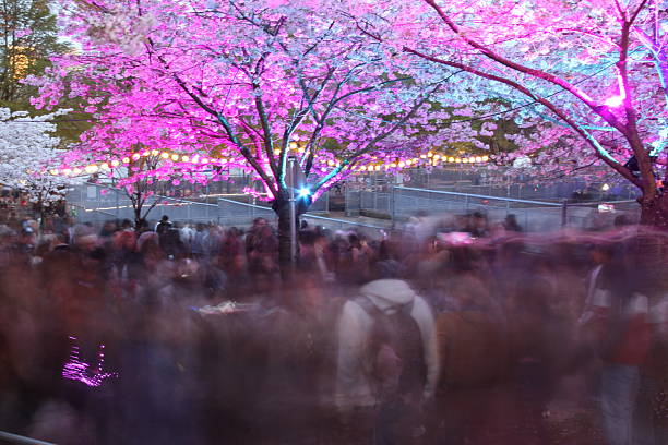 istock Cherry Blossoms Glowing at Vancouver Festival 2219845491