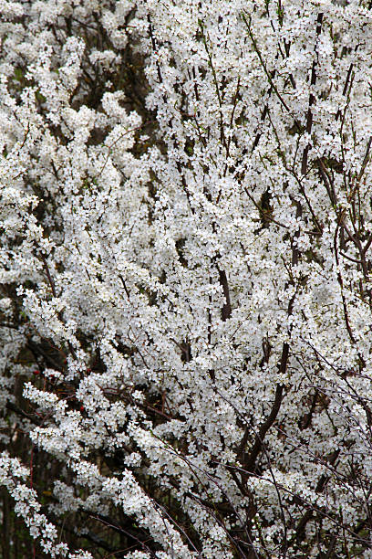 istock Cherry plum (Prunus cerasifera, Prunus divaricata) blooms in the garden in spring 2219846947