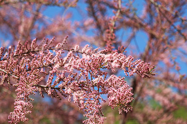 In spring, the ornamental plant tamarix grows in nature