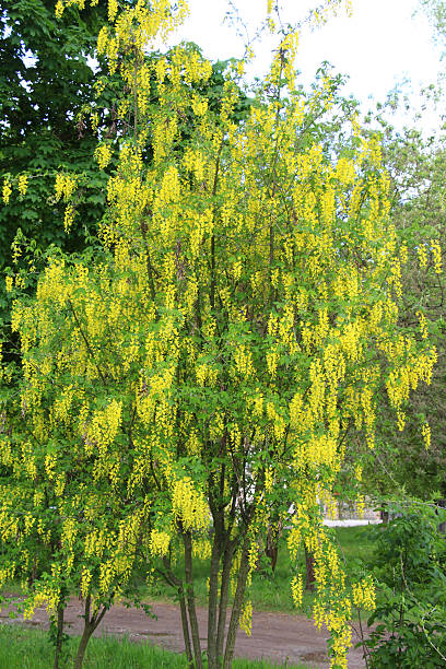 istock In spring, laburnum blooms in nature 2219847026