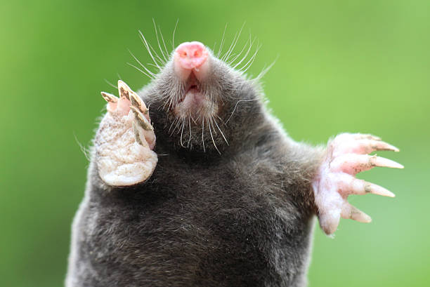 black Mole (Talpa europaea)  on a Molehill at white background