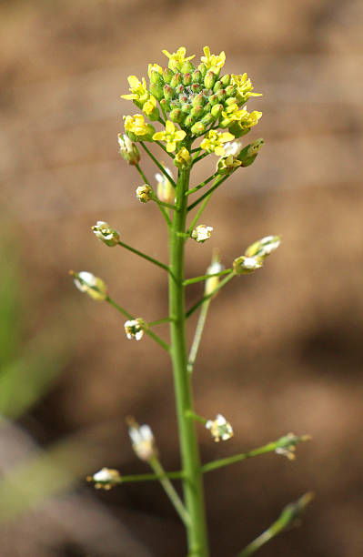 istock Camelina microcarpa blooms in nature in spring 2219847121