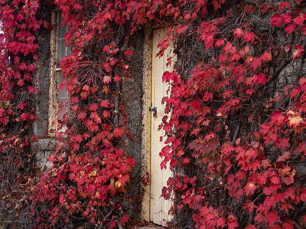 An old abandoned house covered in autumn ivy, Beechworth Vic