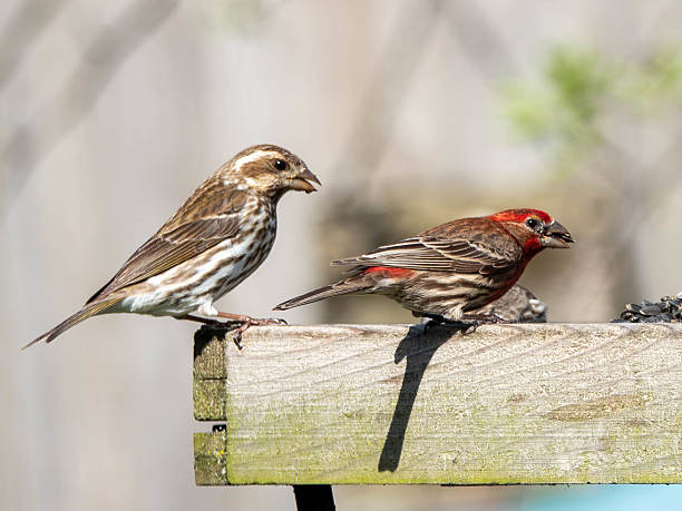 istock Purple Finch 2219847923