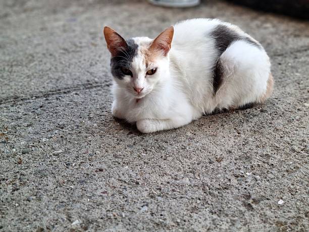 istock Calm Calico Cat Resting 2219849185