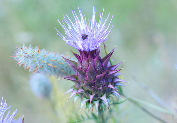 An insect on a thistle flower in a delicate macro image