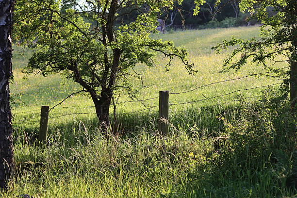 White wooden fence separating lush green grass from a dry, golden field, creating a contrasting rural landscape