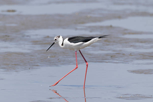 istock Black-winged Stilt in walking in the beach. 2219852587