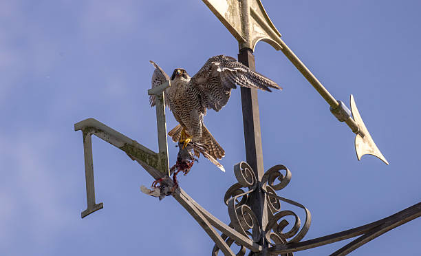 istock Peregrine falcon 2219852591