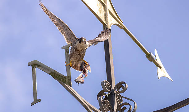 istock Peregrine falcon 2219852604