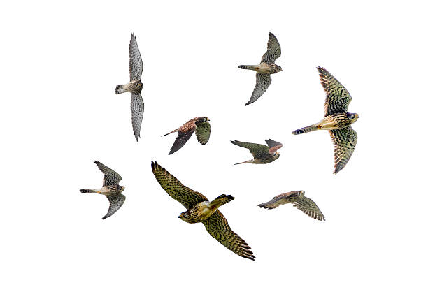 istock Clipped image of a Common Kestrel in flying. 2219852641