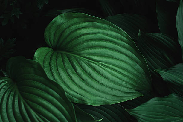 istock Lush deep green tropical leaves with dark shadows. Nature texture background 2219853696