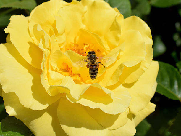 istock Bee on a yellow rose flower 2219853699