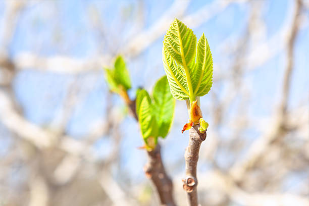 Tree branch with delicate, fresh green leaves emerging, symbolizing renewal and the arrival of spring. New leaves sprout from the branches, a sign of renewal nature