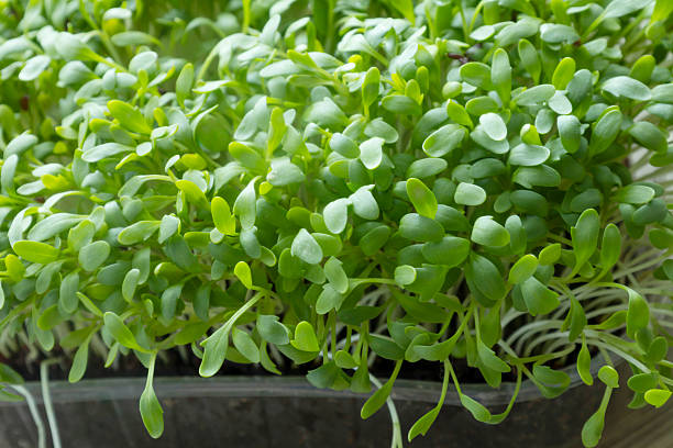 istock microgreens on wooden table close up 2219854544