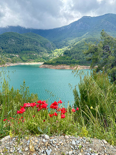 istock poppies in the mountains 2219854692