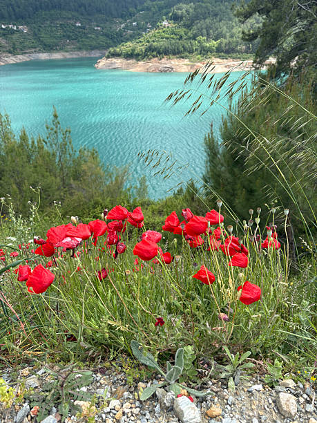 istock poppies in the mountains 2219855223