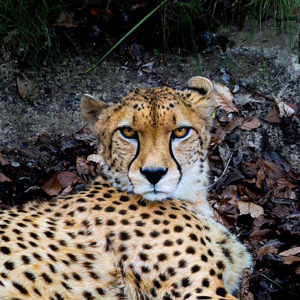 Close-up side-on portrait of a cheetah (Acinonyx jubatus) in evening light, Kariega Game Reserve, South Africa. The cheetah is listed as Vulnerable by the IUCN.