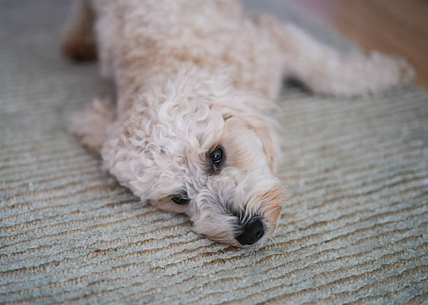 istock mini golden doodle zoomies 2219856406