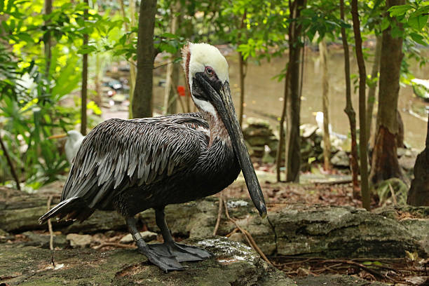 Brown pelican in Yucatan Peninsula, Mexico