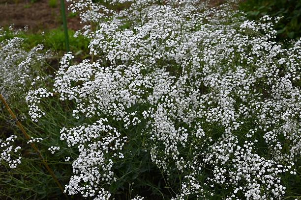 istock Baby's breath (Gypsophila) flowers. Caryophyllaceae plants. 2219860946