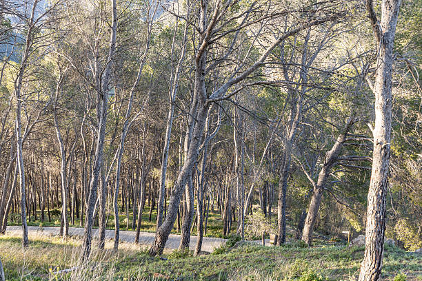 Beautiful pine trees in the forest on a sunny day