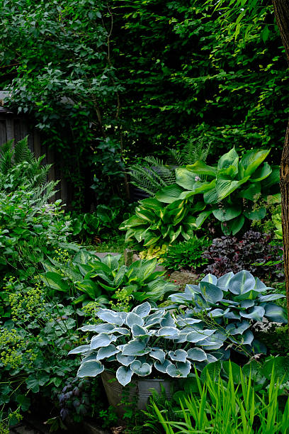 istock Lush Hosta Garden Variety 2219864312