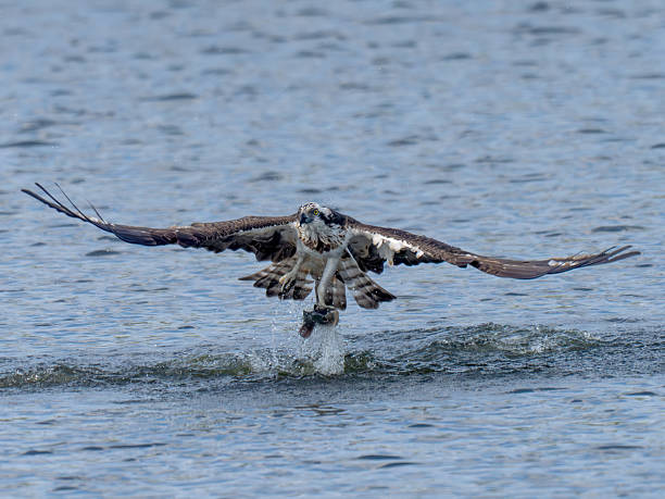 istock Osprey in flight carrying a freshly caught fish. 2219865514