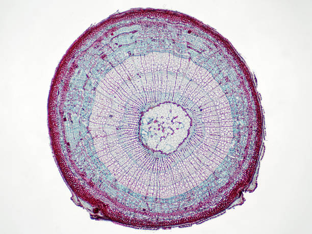 istock Cross-section of a plant stem 2219865768