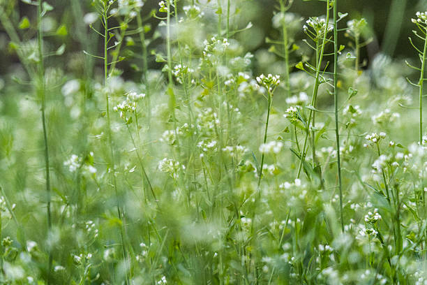 Spring nature freshness. Serene green field filled with delicate white flowers that create calming landscape, inviting peace and tranquility for the observer.