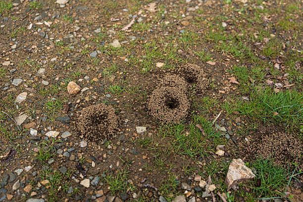 ants indoor on the wodden floor