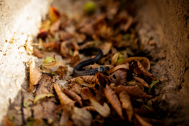 A coiled black snake rests amid colorful fallen leaves in a vibrant autumn outdoor scene. The detailed environment highlights the season's transition with earthy textures and tones.