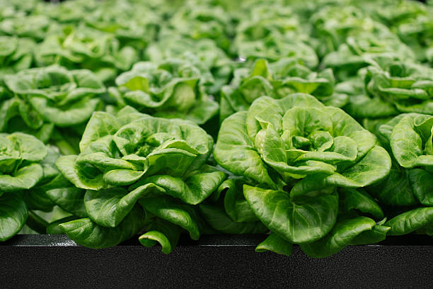 Hydroponic vegetable farm. Organic vegetable agriculture. Farming concept. Agriculture aquaponic system
