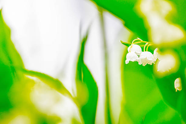 Lily of the valley, white flower