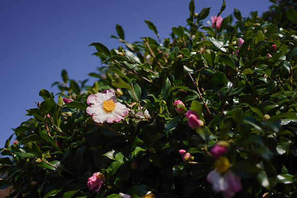 Flower wallpaper. New hope concept. Positive vibe.