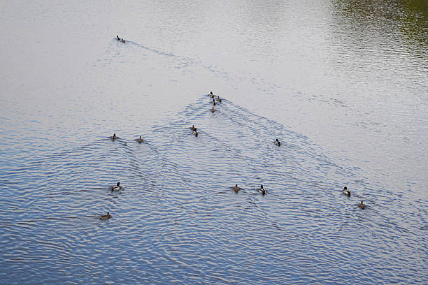 Nature scene. Wildlife behavior.